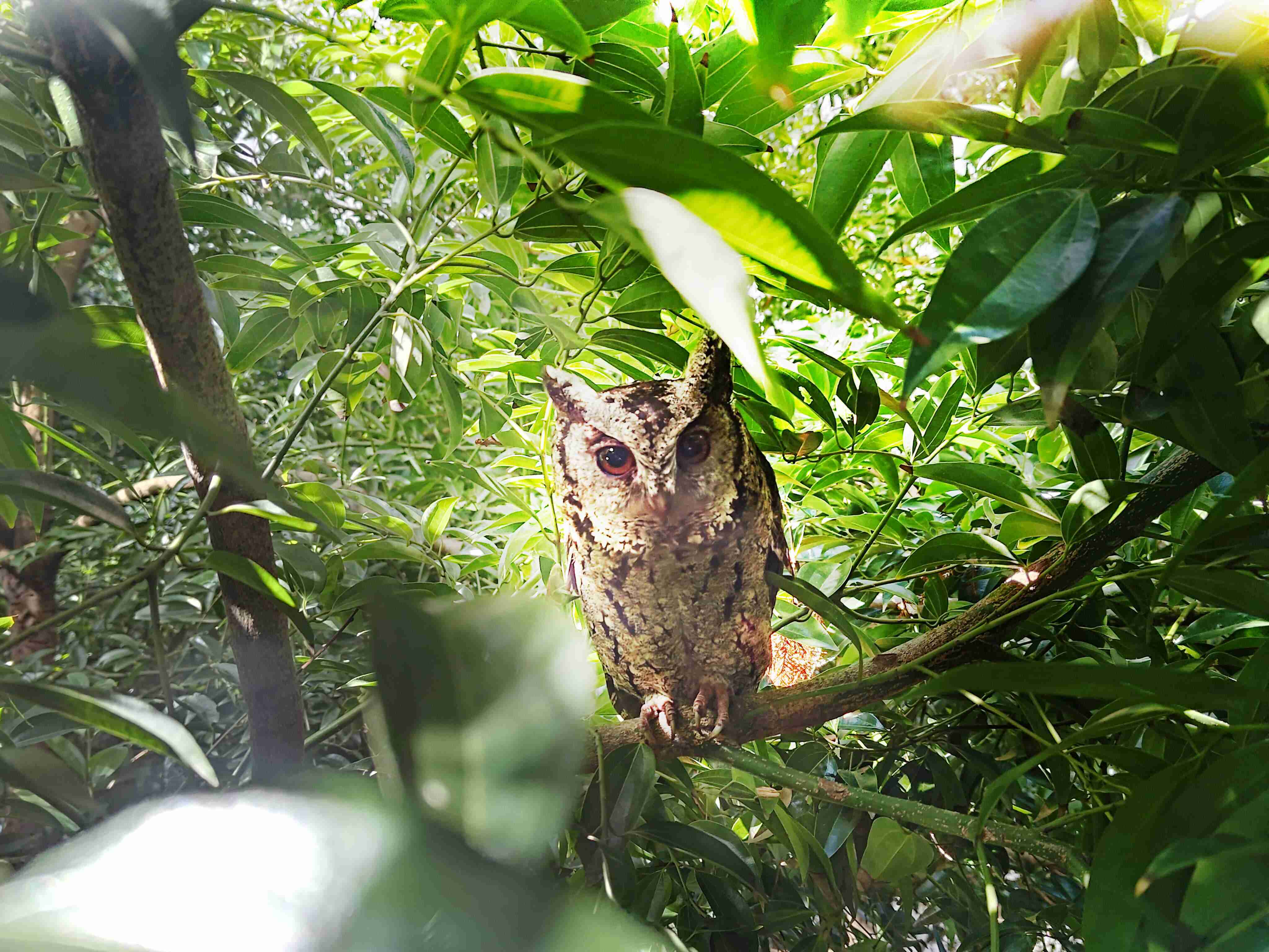 龙门国际致力提倡净零绿生活，，，，16年以来在全球各厂区植树逾百万棵，，，，造就各厂区树木蔚然成林，，，，犹如森林工厂，，，，成为许多生物的栖息地
